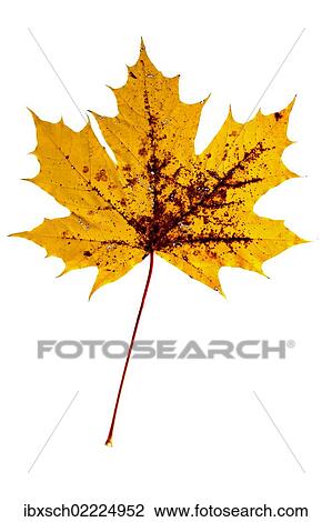 "Yellow, autumn-coloured maple leaf (Acer) with brown spots" View Large Photo Image Stock Image - "Yellow, autumn-coloured maple leaf (Acer) with brown spots". Fotosearch