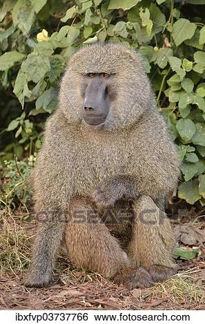 "Yellow Baboon (Papio cynocephalus), Ngorongoro Conservation Area, Tanzania, Africa" View Large Photo Image Stock Photograph - "Yellow Baboon (Papio cynocephalus), Ngorongoro Conservation Area, Tanzania, Africa". Fotosearch
