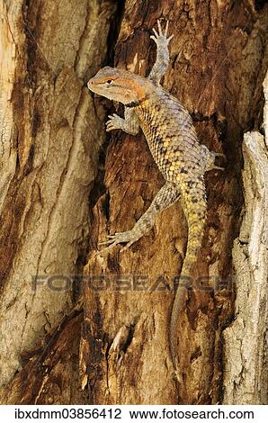 "Yellow-backed Spiny Lizard or Desert Spiny Lizard (Sceloporus magister), male, climbing the trunk of a poplar, Grand Staircase-Escalante National Monument, Utah, United States, North America" View Large Photo Image Stock Image - "Yellow-backed Spiny Lizard or Desert Spiny Lizard (Sceloporus magister), male, climbing the trunk of a poplar, Grand Staircase-Escalante National Monument, Utah, United States, North America". Fotosearch