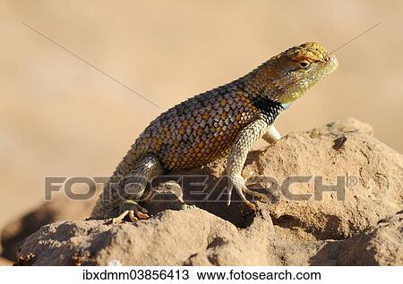 "Yellow-backed Spiny Lizard or Desert Spiny Lizard (Sceloporus magister), male, basking in the sun, Grand Staircase-Escalante National Monument, Utah, United States, North America" View Large Photo Image Stock Image - "Yellow-backed Spiny Lizard or Desert Spiny Lizard (Sceloporus magister), male, basking in the sun, Grand Staircase-Escalante National Monument, Utah, United States, North America". Fotosearch