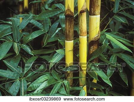 Stock Photo - "Yellow Bamboo (Bambuseae), Ubud, Bali, Indonesia, Asia". Fotosearch