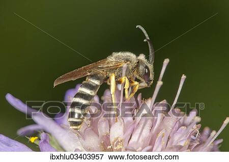"Yellow-banded Sweat Bee (Halictus scabiosae) collecting nectar, Untergroningen, Abtsgmuend, Baden-Wurttemberg, Germany, Europe" View Large Photo Image Stock Photo - "Yellow-banded Sweat Bee (Halictus scabiosae) collecting nectar, Untergroningen, Abtsgmuend, Baden-Wurttemberg, Germany, Europe". Fotosearch