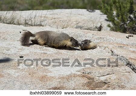 Stock Photo - "Yellow-bellied marmots (Marmota flaviventris), Yosemite National Park, California, United States, North America". Fotosearch