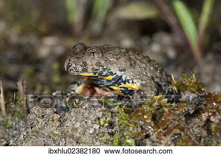 "Yellow-bellied toad (Bombina variegata), leaving a pond, Untergroeningen, Baden-Wuerttemberg, Germany, Europe" View Large Photo Image Stock Image - "Yellow-bellied toad (Bombina variegata), leaving a pond, Untergroeningen, Baden-Wuerttemberg, Germany, Europe". Fotosearch