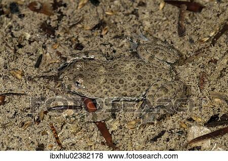 Stock Photo - "Yellow-bellied toad (Bombina variegata), well camouflaged at the bottom of a pond, Untergroeningen, Baden-Wuerttemberg, Germany, Europe". Fotosearch