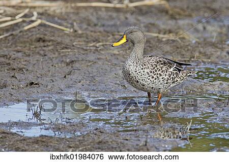 Stock Photograph - "Yellow-billed duck (Anas undulata), Wilderness National Park, South Africa, Africa". Fotosearch