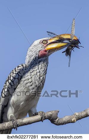 "Yellow-billed hornbill (Tockus flavirostris), Etosha National Park, Namibia, Africa" View Large Photo Image Stock Image - "Yellow-billed hornbill (Tockus flavirostris), Etosha National Park, Namibia, Africa". Fotosearch