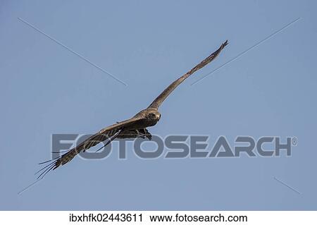 "Yellow-billed Kite (Milvus aegyptius) in flight, Mamili National Park, Caprivi Strip, Namibia, Africa" View Large Photo Image Stock Image - "Yellow-billed Kite (Milvus aegyptius) in flight, Mamili National Park, Caprivi Strip, Namibia, Africa". Fotosearch