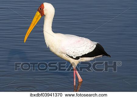 "Yellow-billed Stork (Mycteria ibis), Kruger National Park, South Africa, Africa" View Large Photo Image Stock Image - "Yellow-billed Stork (Mycteria ibis), Kruger National Park, South Africa, Africa". Fotosearch