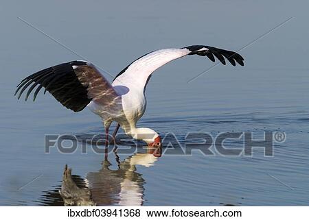 "Yellow-billed Stork (Mycteria ibis), Kruger National Park, South Africa, Africa" View Large Photo Image Stock Photo - "Yellow-billed Stork (Mycteria ibis), Kruger National Park, South Africa, Africa". Fotosearch