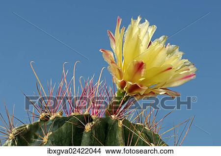Picture - "Yellow blossom of an Echinopsis hybrid, Hedgehog Cactus, Sea-urchin Cactus or Easter Lily Cactus". Fotosearch