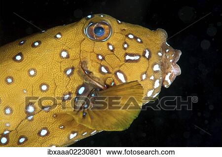 "Yellow boxfish (Ostracion cubicus), Red Sea, Egypt, Africa" View Large Photo Image Stock Image - "Yellow boxfish (Ostracion cubicus), Red Sea, Egypt, Africa". Fotosearch