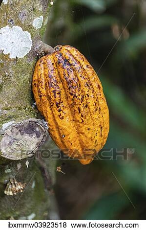 "Yellow cacao fruit (Theobroma cacao), Spice Garden, Kumily, Kerala, India, Asia" View Large Photo Image Stock Photo - "Yellow cacao fruit (Theobroma cacao), Spice Garden, Kumily, Kerala, India, Asia". Fotosearch