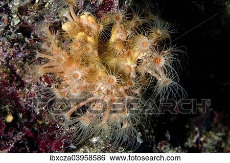 "Yellow Cluster Anemon (Parazoanthus axinellae), Mediterranean Sea, Istria, Croatia, Europe" View Large Photo Image Stock Photograph - "Yellow Cluster Anemon (Parazoanthus axinellae), Mediterranean Sea, Istria, Croatia, Europe". Fotosearch