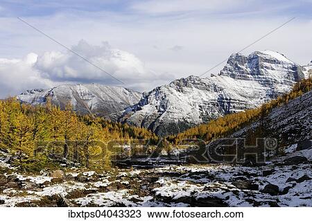 "Yellow coloured larch forest in the snow in the middle of the Rocky Mountains, Larch Valley, Moraine Lake, Banff National Park, Alberta, Canada, North America" View Large Photo Image Stock Image - "Yellow coloured larch forest in the snow in the middle of the Rocky Mountains, Larch Valley, Moraine Lake, Banff National Park, Alberta, Canada, North America". Fotosearch