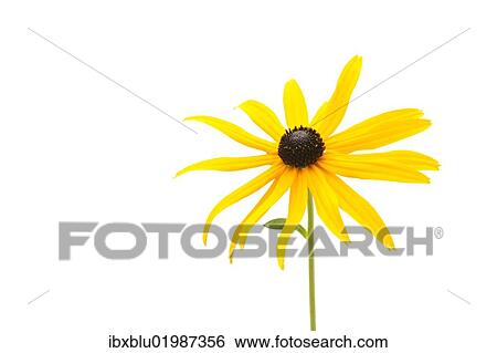 Yellow Coneflower (Rudbeckia fulgida) View Large Photo Image Stock Photograph - Yellow Coneflower (Rudbeckia fulgida). Fotosearch