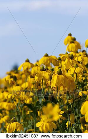 Yellow Coneflowers (Rudbeckia fulgida) View Large Photo Image Stock Photo - Yellow Coneflowers (Rudbeckia fulgida). Fotosearch