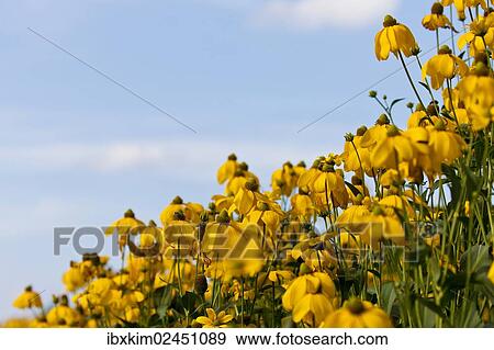 Yellow Coneflowers (Rudbeckia fulgida) View Large Photo Image Stock Photo - Yellow Coneflowers (Rudbeckia fulgida). Fotosearch