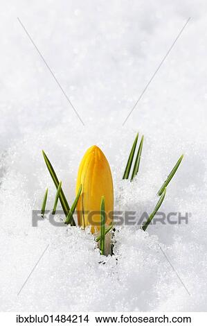 Picture - "Yellow crocus, Spring crocus, Giant Dutch crocus (Crocus vernus), closed flowers in snow". Fotosearch