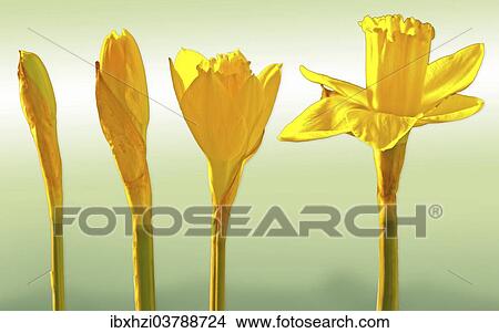 Picture - Yellow Crocuses (Crocus sp. ) starting to bloom. Fotosearch