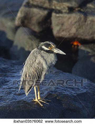 "Yellow-crowned Night Heron (Nyctanassa violacea, Nycticorax violaceus), Mosquera Island, Galapagos Islands" View Large Photo Image Stock Image - "Yellow-crowned Night Heron (Nyctanassa violacea, Nycticorax violaceus), Mosquera Island, Galapagos Islands". Fotosearch