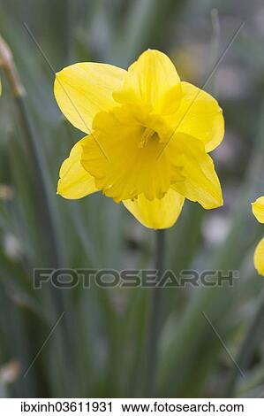 "Yellow Daffodil (Narcissus pseudonarcissus), Planten un Blomen, Hamburg, Hamburg, Germany, Europe" View Large Photo Image Stock Image - "Yellow Daffodil (Narcissus pseudonarcissus), Planten un Blomen, Hamburg, Hamburg, Germany, Europe". Fotosearch