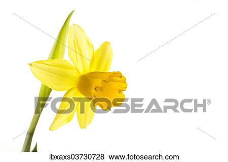 Stock Photo - Yellow daffodil (Narcissus). Fotosearch