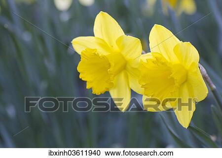 "Yellow Daffodils (Narcissus pseudonarcissus), Germany, Europe" View Large Photo Image Stock Image - "Yellow Daffodils (Narcissus pseudonarcissus), Germany, Europe". Fotosearch