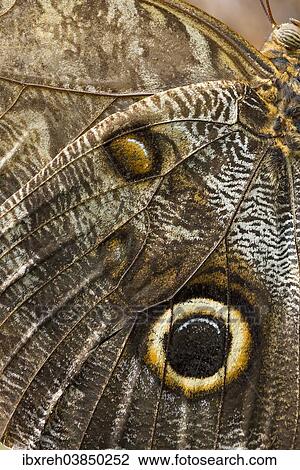 "Yellow-edged Giant Owl (Caligo atreus), butterfly house, Forgaria nel Friuli, Udine province, Italy, Europe" View Large Photo Image Stock Image - "Yellow-edged Giant Owl (Caligo atreus), butterfly house, Forgaria nel Friuli, Udine province, Italy, Europe". Fotosearch