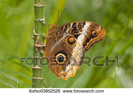 "Yellow-edged Giant Owl (Caligo atreus), captive, Thuringia, Germany, Europe" View Large Photo Image Stock Photograph - "Yellow-edged Giant Owl (Caligo atreus), captive, Thuringia, Germany, Europe". Fotosearch