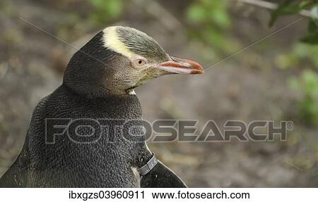 Stock Image - "Yellow-eyed Penguin (Megadyptes antipodes), with mark on the right wing, Moeraki, South Island, New Zealand, Oceania". Fotosearch