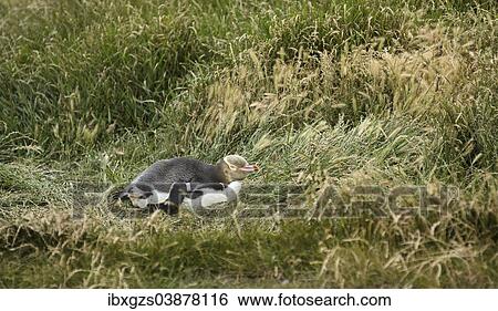 Stock Photograph - "Yellow-eyed Penguin or Hoiho (Megadyptes antipodes) with a tag on its wing, standing upright, Moeraki, South Island, New Zealand, Oceania". Fotosearch