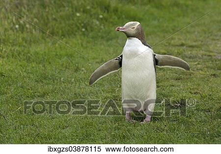 Stock Photography - "Yellow-eyed Penguin or Hoiho (Megadyptes antipodes) with a tag on its outstretched wings, standing upright, Moeraki, South Island, New Zealand, Oceania". Fotosearch