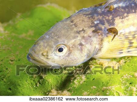 "Yellow-fin Baikal sculpin or Baikal yellowfin (Cottocomephorus grewingki), female, Lake Baikal, Siberia, Russian Federation, Eurasia" View Large Photo Image Stock Image - "Yellow-fin Baikal sculpin or Baikal yellowfin (Cottocomephorus grewingki), female, Lake Baikal, Siberia, Russian Federation, Eurasia". Fotosearch