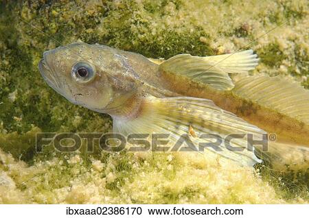 "Yellow-fin Baikal sculpin or Baikal yellowfin (Cottocomephorus grewingki), female, Lake Baikal, Siberia, Russian Federation, Eurasia" View Large Photo Image Stock Image - "Yellow-fin Baikal sculpin or Baikal yellowfin (Cottocomephorus grewingki), female, Lake Baikal, Siberia, Russian Federation, Eurasia". Fotosearch