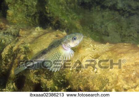 "Yellow-fin Baikal sculpin or Baikal yellowfin (Cottocomephorus grewingki), female, Lake Baikal, Siberia, Russian Federation, Eurasia" View Large Photo Image Stock Image - "Yellow-fin Baikal sculpin or Baikal yellowfin (Cottocomephorus grewingki), female, Lake Baikal, Siberia, Russian Federation, Eurasia". Fotosearch