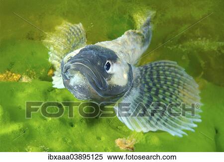 "Yellow-fin Baikal Sculpin or Baikal Yellowfin (Cottocomephorus grewingkii), male, Lake Baikal, Siberia, Russia, Europe" View Large Photo Image Stock Photography - "Yellow-fin Baikal Sculpin or Baikal Yellowfin (Cottocomephorus grewingkii), male, Lake Baikal, Siberia, Russia, Europe". Fotosearch