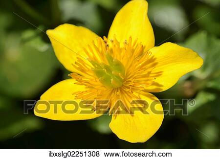 Stock Photo - Yellow flower of the Marsh Marigold (Caltha palustris). Fotosearch