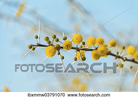 "Yellow flowers, Camel Thorn or Giraffe Thorn (Acacia erioloba), Etosha National Park, Namibia, Africa" View Large Photo Image Stock Image - "Yellow flowers, Camel Thorn or Giraffe Thorn (Acacia erioloba), Etosha National Park, Namibia, Africa". Fotosearch