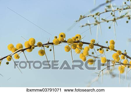 "Yellow flowers, Camel Thorn or Giraffe Thorn (Acacia erioloba), Etosha National Park, Namibia, Africa" View Large Photo Image Stock Image - "Yellow flowers, Camel Thorn or Giraffe Thorn (Acacia erioloba), Etosha National Park, Namibia, Africa". Fotosearch