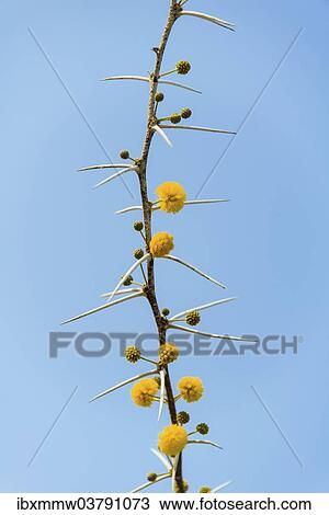 Stock Image - "Yellow flowers, Camel Thorn or Giraffe Thorn (Acacia erioloba), Etosha National Park, Namibia, Africa". Fotosearch