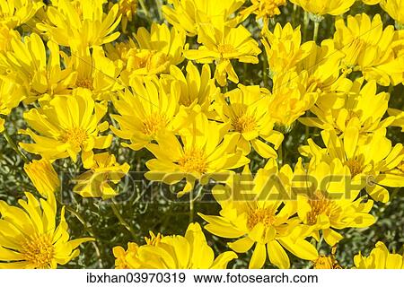 "Yellow flowers, Haplopappus acaulis, Chile, South America" View Large Photo Image Stock Photo - "Yellow flowers, Haplopappus acaulis, Chile, South America". Fotosearch