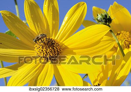 "Yellow flowers of the Jerusalem Artichoke, Sunchoke or Topinambour (Helianthus tuberosus)" View Large Photo Image Stock Photo - "Yellow flowers of the Jerusalem Artichoke, Sunchoke or Topinambour (Helianthus tuberosus)". Fotosearch