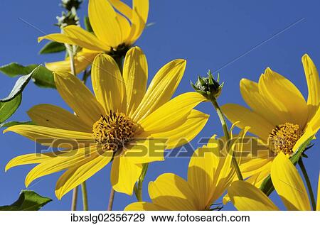 "Yellow flowers of the Jerusalem Artichoke, Sunchoke or Topinambour (Helianthus tuberosus)" View Large Photo Image Stock Photo - "Yellow flowers of the Jerusalem Artichoke, Sunchoke or Topinambour (Helianthus tuberosus)". Fotosearch