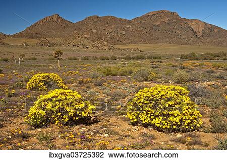 "Yellow flowers of the Skaapbos Shrub, African Daisy, South African Daisy or Cape Daisy (Tripteris oppositifolia), Namaqualand, Northern Cape, South Africa, Africa" View Large Photo Image Stock Image - "Yellow flowers of the Skaapbos Shrub, African Daisy, South African Daisy or Cape Daisy (Tripteris oppositifolia), Namaqualand, Northern Cape, South Africa, Africa". Fotosearch