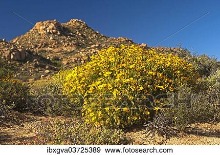 "Yellow flowers of the Skaapbos Shrub, African Daisy, South African Daisy or Cape Daisy (Tripteris oppositifolia), Namaqualand, Northern Cape, South Africa, Africa" View Large Photo Image Stock Photo - "Yellow flowers of the Skaapbos Shrub, African Daisy, South African Daisy or Cape Daisy (Tripteris oppositifolia), Namaqualand, Northern Cape, South Africa, Africa". Fotosearch