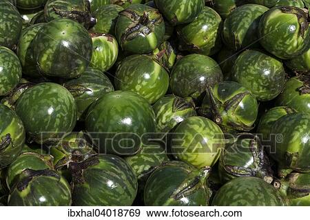 "Yellow-fruit nightshade (Solanum virginianum), Reunion, France, Africa" View Large Photo Image Stock Photo - "Yellow-fruit nightshade (Solanum virginianum), Reunion, France, Africa". Fotosearch