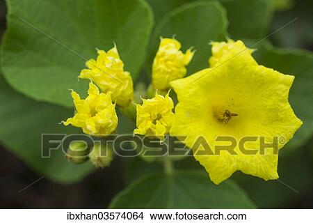 "Yellow Geiger or Muyuyo (Cordia lutea), Isabela Island, Galapagos Islands, Ecuador, South America" View Large Photo Image Picture - "Yellow Geiger or Muyuyo (Cordia lutea), Isabela Island, Galapagos Islands, Ecuador, South America". Fotosearch