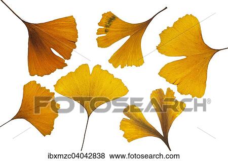 Stock Photo - Yellow Ginkgo leaves (Ginkgo biloba). Fotosearch