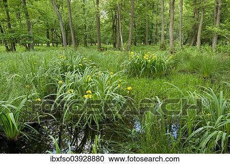 Stock Image - "Yellow Iris (Iris pseudacorus), flowering in an alder carr, Black Alder (Alnus glutinosa), Lower Saxony, Germany, Europe". Fotosearch